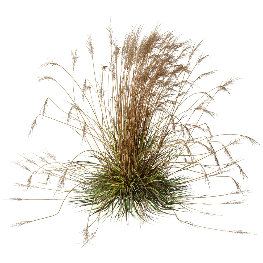 AV Carex Testacea Orange Sedge Grass Prairie Fire and Molinia Caerulea Heidebraut Kleines Pfeifengras Image 1