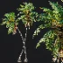 AV Borassus Flabellifer and Cocos Nucifera Windy palms - Thumbnail 7
