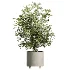 AV Indoor Plants Set 458 Ravenala Banana and Wilsonii Chemlali Olive and Alnus Glutinosa - Thumbnail 4