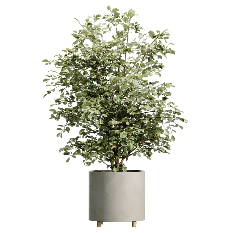 AV Indoor Plants Set 458 Ravenala Banana and Wilsonii Chemlali Olive and Alnus Glutinosa Image 4