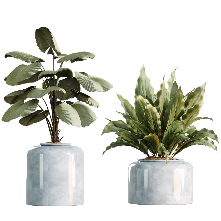AV Indoor Plants Set 469 Yucca Elephantipe and Briful Pachira and Licuala Grandis Palm and Cyara Areca Palm Image 6
