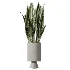 AV Indoor Plants Set 462 Licuala Grandis Palm and Dracaena Warneckii Cane and Snake Sansevieria and Ficus Cyathistipula and Chemlali Olive - Thumbnail 3