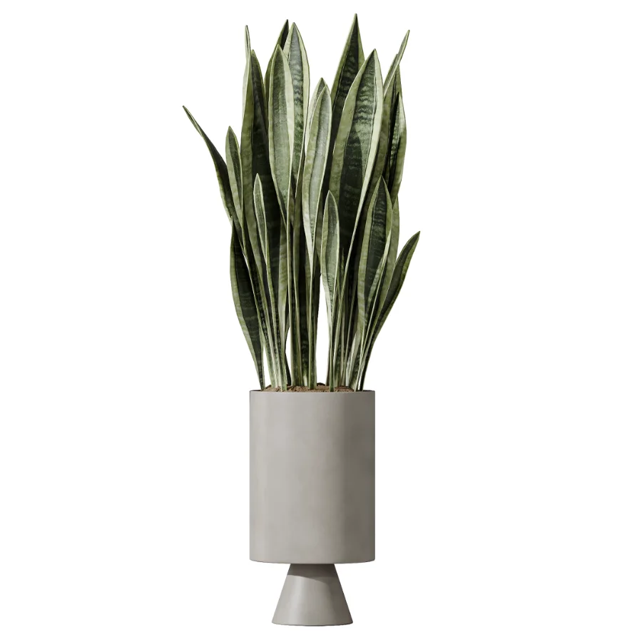 AV Indoor Plants Set 462 Licuala Grandis Palm and Dracaena Warneckii Cane and Snake Sansevieria and Ficus Cyathistipula and Chemlali Olive Image 3