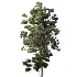 AV Pinus Engelmannii and Pinus Echinata trees - Thumbnail 3