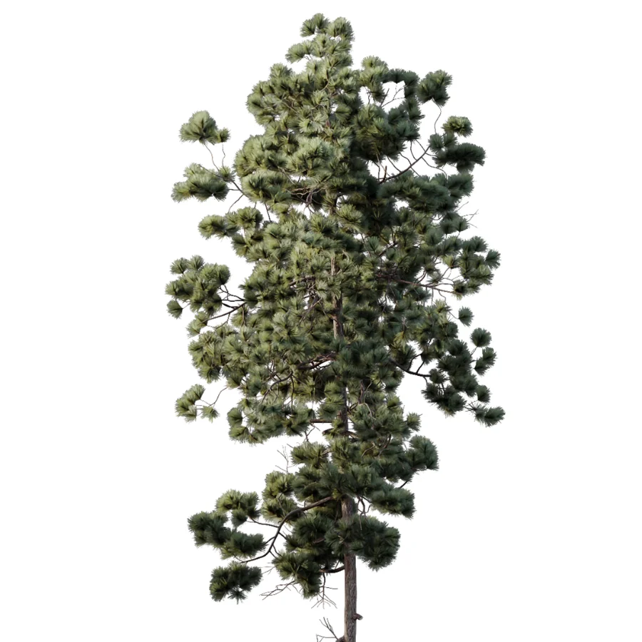 AV Pinus Engelmannii and Pinus Echinata trees Image 3