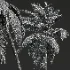 AV Borassus Flabellifer and Cocos Nucifera Windy palms - Thumbnail 11