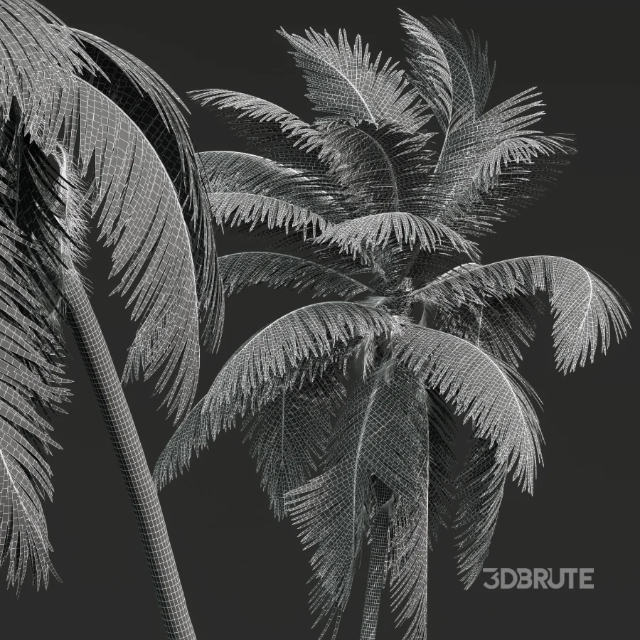 AV Borassus Flabellifer and Cocos Nucifera Windy palms Image 11