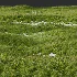 AV Celtica Gigantea Stipa Golden Oats and Carex Elata Aurea Grass - Thumbnail 6