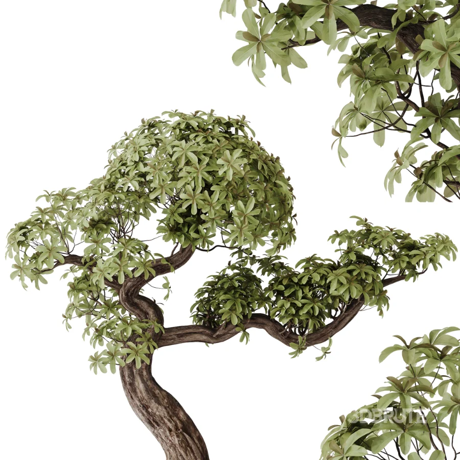 AV Indoor Plants Set 467 Ficus Retusa and Chemlali Olive and Briful Pachira and Ficus Cyathistipula and China Orange Tree Image 6