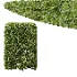 AV Ficus Concinna Bonsai Pruned and Ligustrum Quihoui Privet Pruned Box - Thumbnail 5