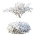 AV Winter Plant Snow Myrtle flower Winter and Snow Quihoui Privet - Thumbnail 3