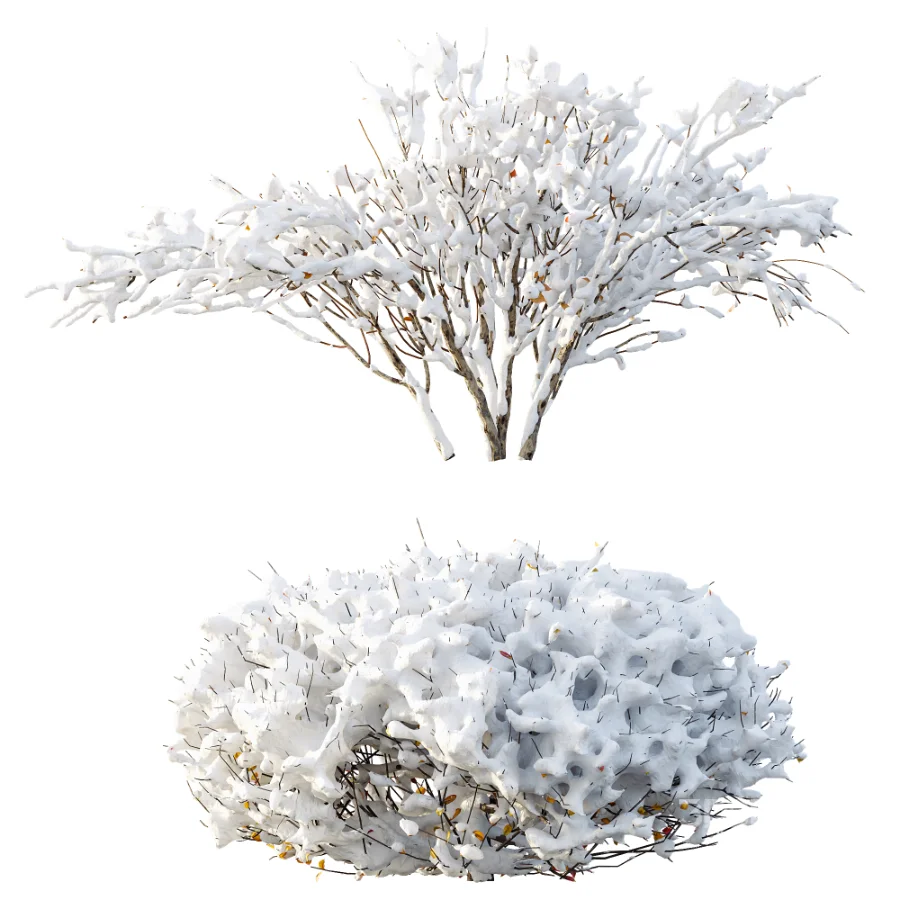 AV Winter Plant Snow Myrtle flower Winter and Snow Quihoui Privet Image 3