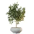 AV Indoor Plants Set 453 Briful Pachira and Elegant Monstera and Aloe Vera Succulents and Ficus Dracaena Marginata - Thumbnail 8