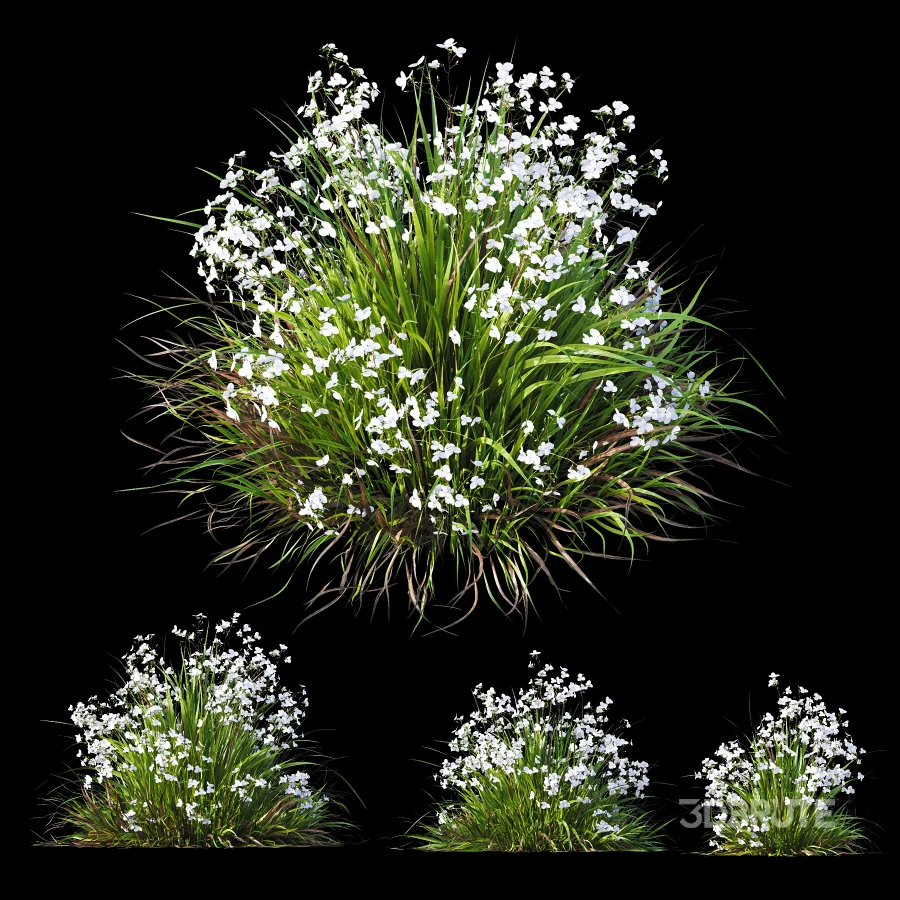 ntal grasses. These elegant groundcover species are valued for their refined texture, compact growth habit, and exceptional versatility in contemporary landscape architecture, Japanese gardens, urban parks, courtyards, and high-end residential projects. Image 6