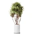 AV Indoor Plants Set 461 Yucca Elephantipe and Cat Reed Palm and Bird Of Paradise and Schefflera Arboricola - Thumbnail 3