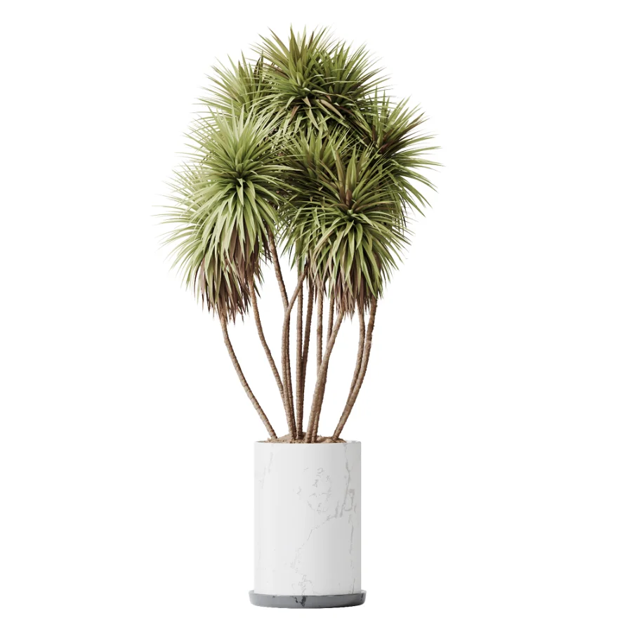 AV Indoor Plants Set 461 Yucca Elephantipe and Cat Reed Palm and Bird Of Paradise and Schefflera Arboricola Image 3