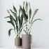AV Indoor Plants Set 463 Ficus lyrata and Cyara Areca Palm and Aspidistra Elatio and Ficus Dracaena Marginata - Thumbnail 6