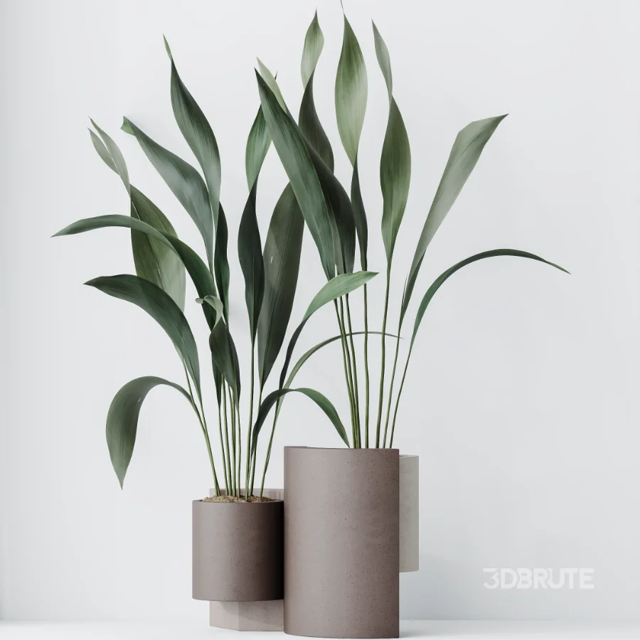 AV Indoor Plants Set 463 Ficus lyrata and Cyara Areca Palm and Aspidistra Elatio and Ficus Dracaena Marginata Image 6