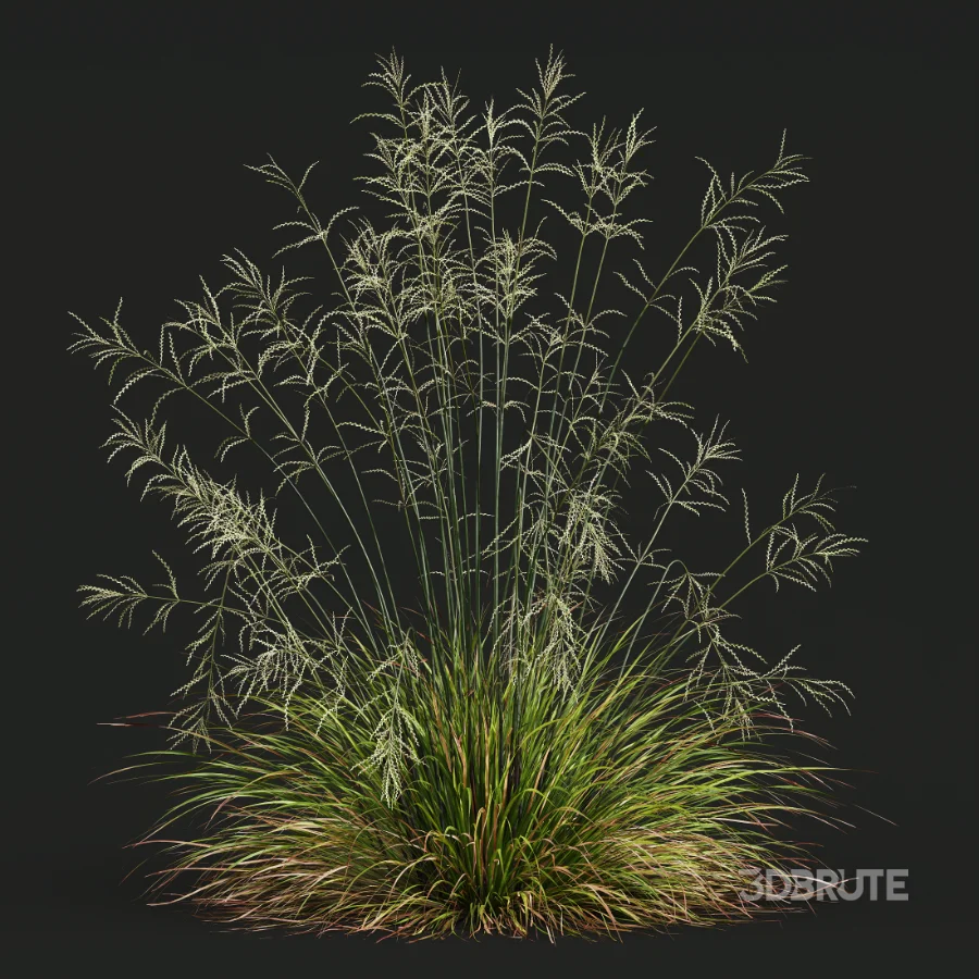 AV Calamagrostis Acutiflora Karl Foerster and Stipa arundinacea Sweet Grasses Image 10