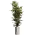 AV Indoor Plants Set 500 Lady Palm and Ravenala Banana and Ficus Marginata and China Orange Tree and Chemlali Olive - Thumbnail 5