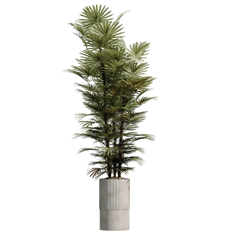 AV Indoor Plants Set 500 Lady Palm and Ravenala Banana and Ficus Marginata and China Orange Tree and Chemlali Olive Image 5