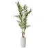 AV Indoor Plants Set 455 Schefflera Arboricola and Cat Reed Palm and Bird Of Paradise and Chemlali Olive Tree and Ficus lyrate - Thumbnail 2