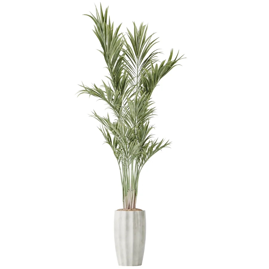 AV Indoor Plants Set 455 Schefflera Arboricola and Cat Reed Palm and Bird Of Paradise and Chemlali Olive Tree and Ficus lyrate Image 2