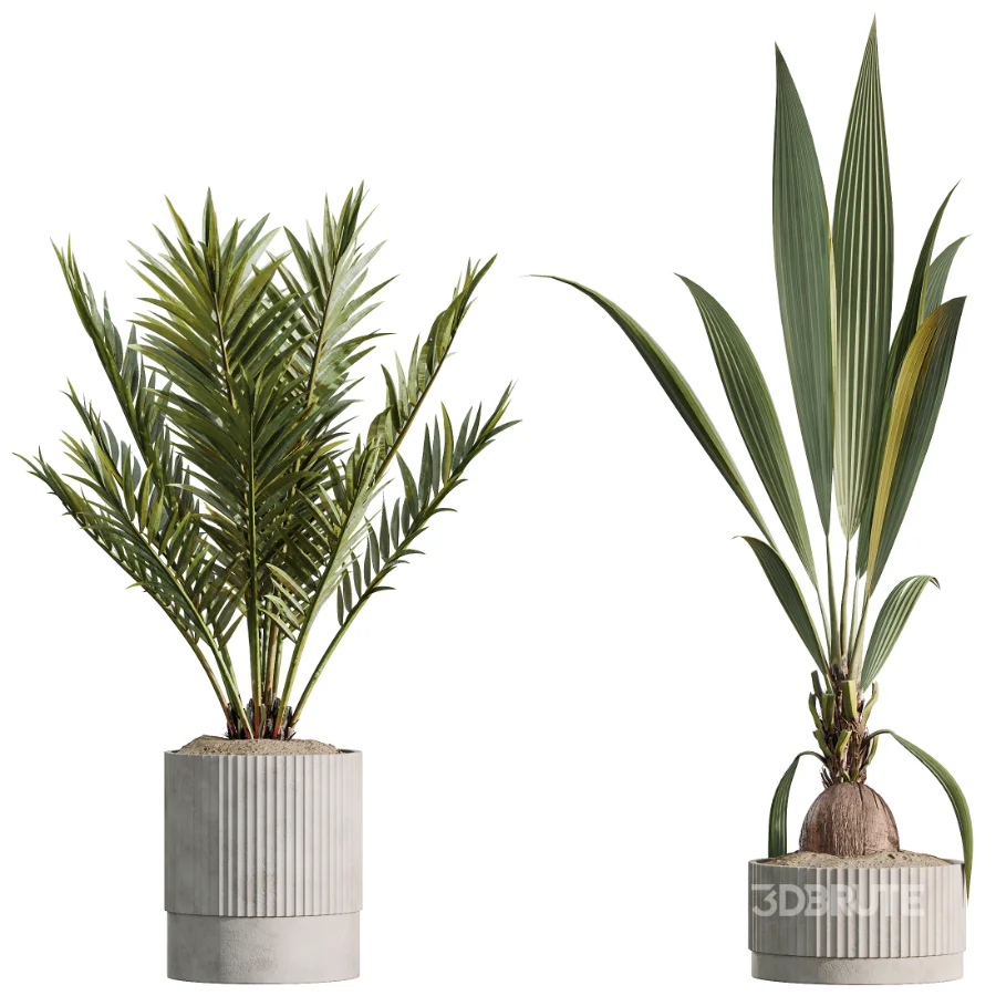 AV Indoor Plants Set 465 Coconut Palm and Cyara Areca Palm and Chemlali Olive Tree and Orange Calamondin Tree Image 4