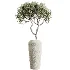 AV Indoor Plants Set 460 Ficus Cyathistipul and Calathea Lutea and Chemlali Olive and Ficus Benjamina African Fig - Thumbnail 5