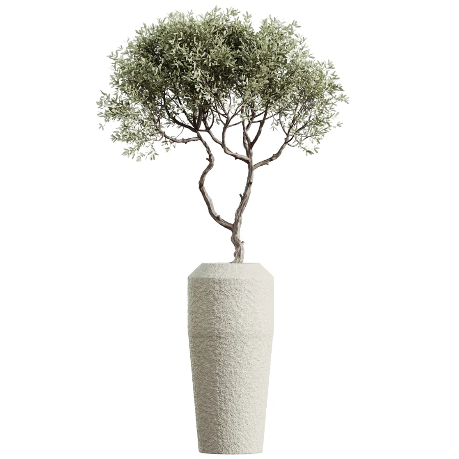 AV Indoor Plants Set 460 Ficus Cyathistipul and Calathea Lutea and Chemlali Olive and Ficus Benjamina African Fig Image 5