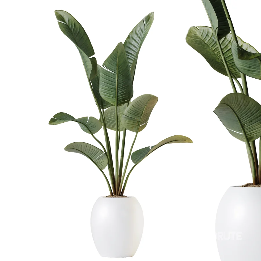 AV Indoor Plants Set 457 Olive Eucalyptus and Bird Of Paradise and Chemlali Olive and Snake Sansevieria Image 5