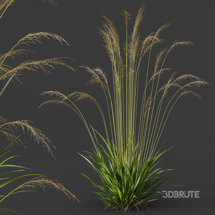 AV Molinia Caerulea Heidebraut Kleines Pfeifengras Image 2