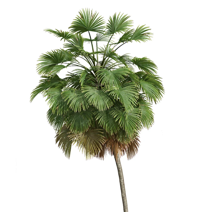 AV Borassus Flabellifer and Cocos Nucifera Windy palms Image 2
