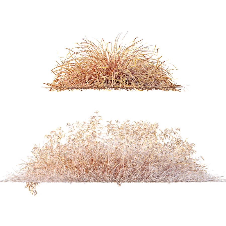 AV Stipa arundinacea Anemanthele lessoniana and Stipa arundinacea Sweet Grass Image 10