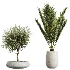 AV Indoor Plants Set 451 Olive Elegant and Ficus Dracaena Marginata and Cyara Areca Palm - Thumbnail 7