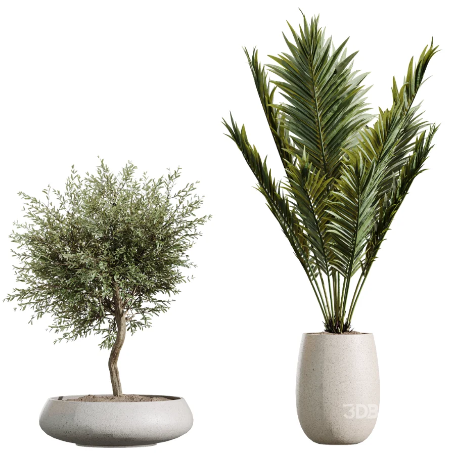 AV Indoor Plants Set 451 Olive Elegant and Ficus Dracaena Marginata and Cyara Areca Palm Image 7