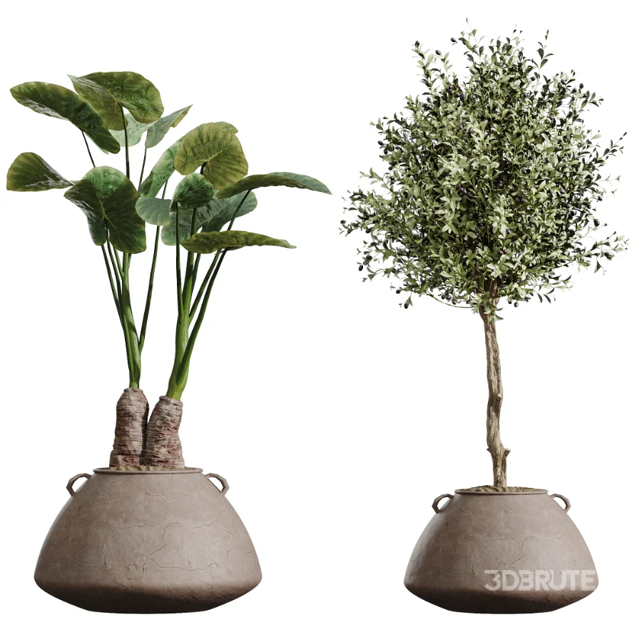 AV Indoor Plants Set 464 Olive Euphorbia Drupifera Cunjevoi Alocasia Spineless Yucca Licuala Palm Image 9