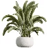 AV Indoor Plants Set 471 Chemlali Olive and Giant Monstera and Cyara Areca Palm and Ravenala Banana - Thumbnail 5