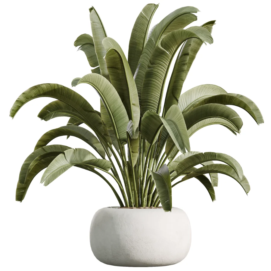 AV Indoor Plants Set 471 Chemlali Olive and Giant Monstera and Cyara Areca Palm and Ravenala Banana Image 5