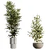 AV Indoor Plants Set 500 Lady Palm and Ravenala Banana and Ficus Marginata and China Orange Tree and Chemlali Olive - Thumbnail 7