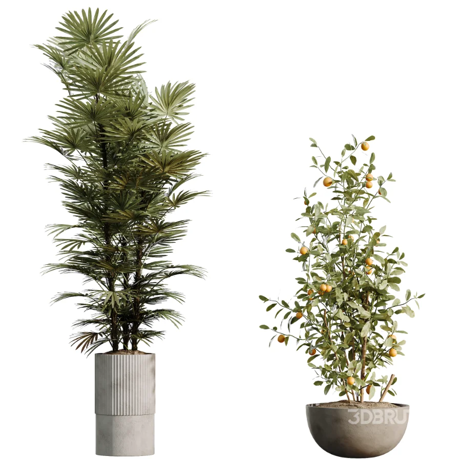 AV Indoor Plants Set 500 Lady Palm and Ravenala Banana and Ficus Marginata and China Orange Tree and Chemlali Olive Image 7