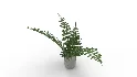 Faux Plants - Thumbnail 4