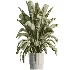 AV Indoor Plants Set 500 Lady Palm and Ravenala Banana and Ficus Marginata and China Orange Tree and Chemlali Olive - Thumbnail 3