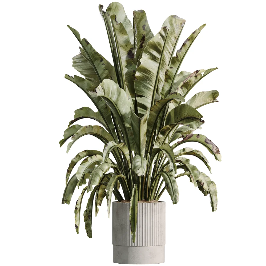 AV Indoor Plants Set 500 Lady Palm and Ravenala Banana and Ficus Marginata and China Orange Tree and Chemlali Olive Image 3