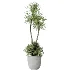 AV Indoor Plants Set 501 AloeVera Succulent and Orange Tree and Spineless Yucca and Chemlali Olive and Ravenala Banana - Thumbnail 2