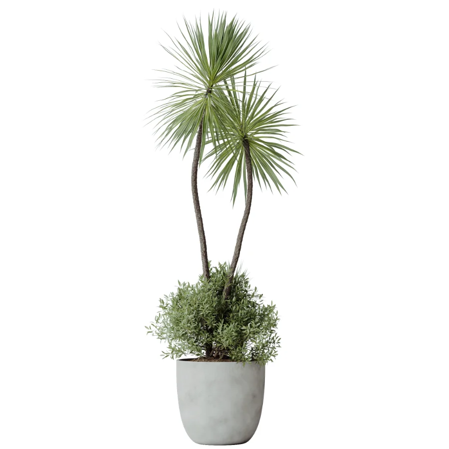 AV Indoor Plants Set 501 AloeVera Succulent and Orange Tree and Spineless Yucca and Chemlali Olive and Ravenala Banana Image 2