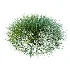 ntal grasses. These elegant groundcover species are valued for their refined texture, compact growth habit, and exceptional versatility in contemporary landscape architecture, Japanese gardens, urban parks, courtyards, and high-end residential projects. - Thumbnail 3