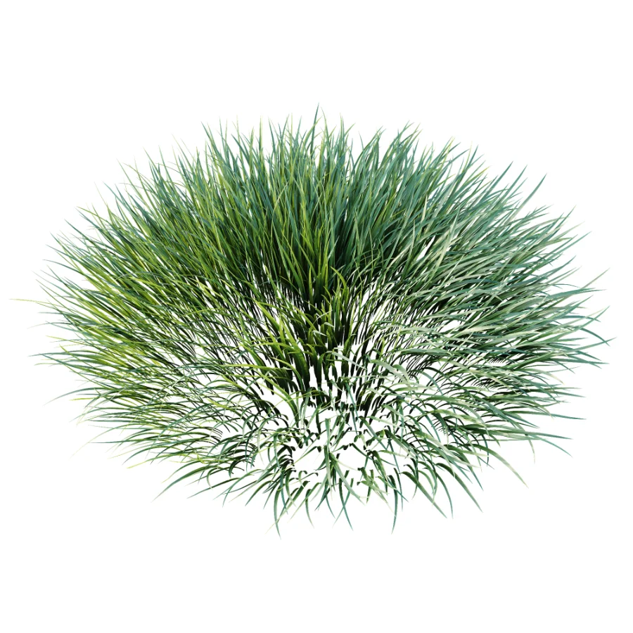 ntal grasses. These elegant groundcover species are valued for their refined texture, compact growth habit, and exceptional versatility in contemporary landscape architecture, Japanese gardens, urban parks, courtyards, and high-end residential projects. Image 3