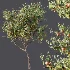 AV Plants Diospyros Kaki Persimmon Version02 - Thumbnail 6