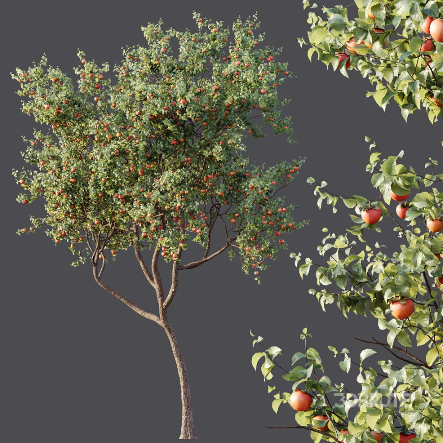 AV Plants Diospyros Kaki Persimmon Version02 Image 6